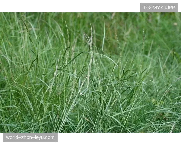 冬季草与夏季草的换季混播,草种冬天会发芽吗 冬季草与夏季草的换季混播,草种冬天会发芽吗
